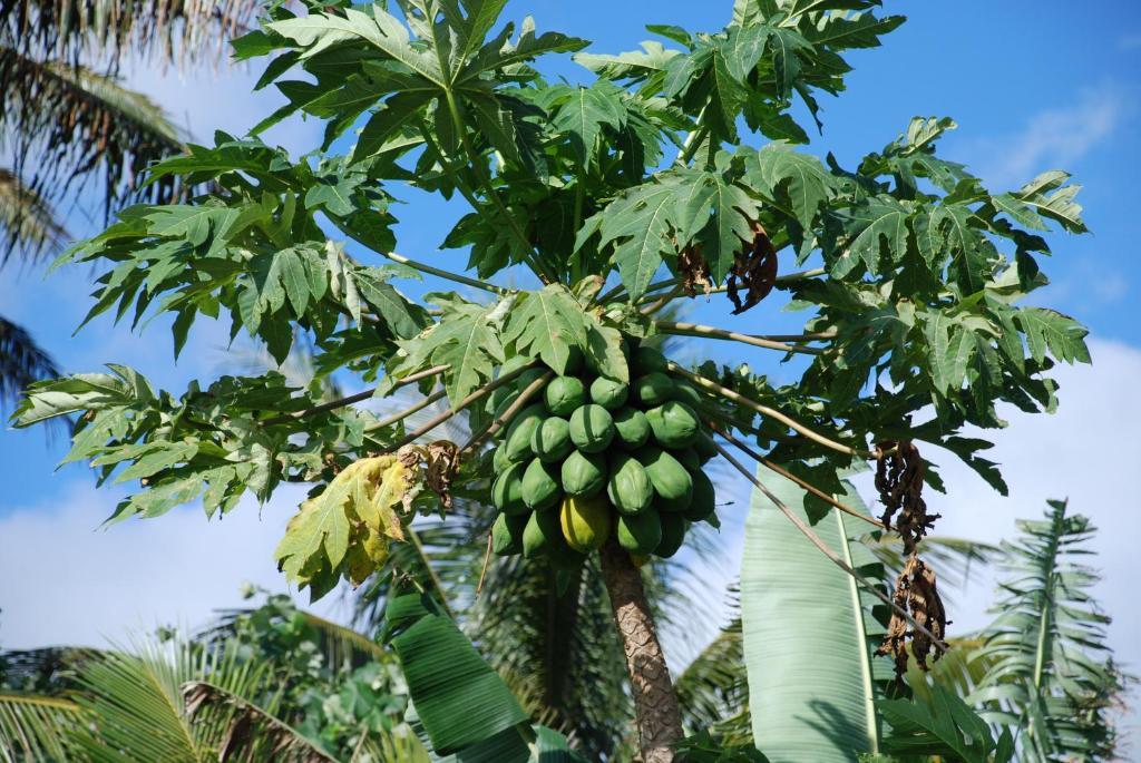 Bungalow with Garden View,701787913:JPEG