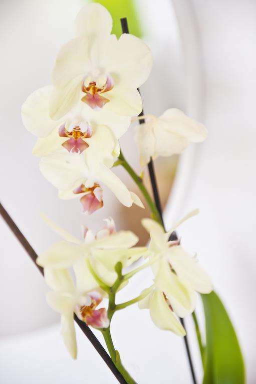 Junior Suite,1279059238:JPEG