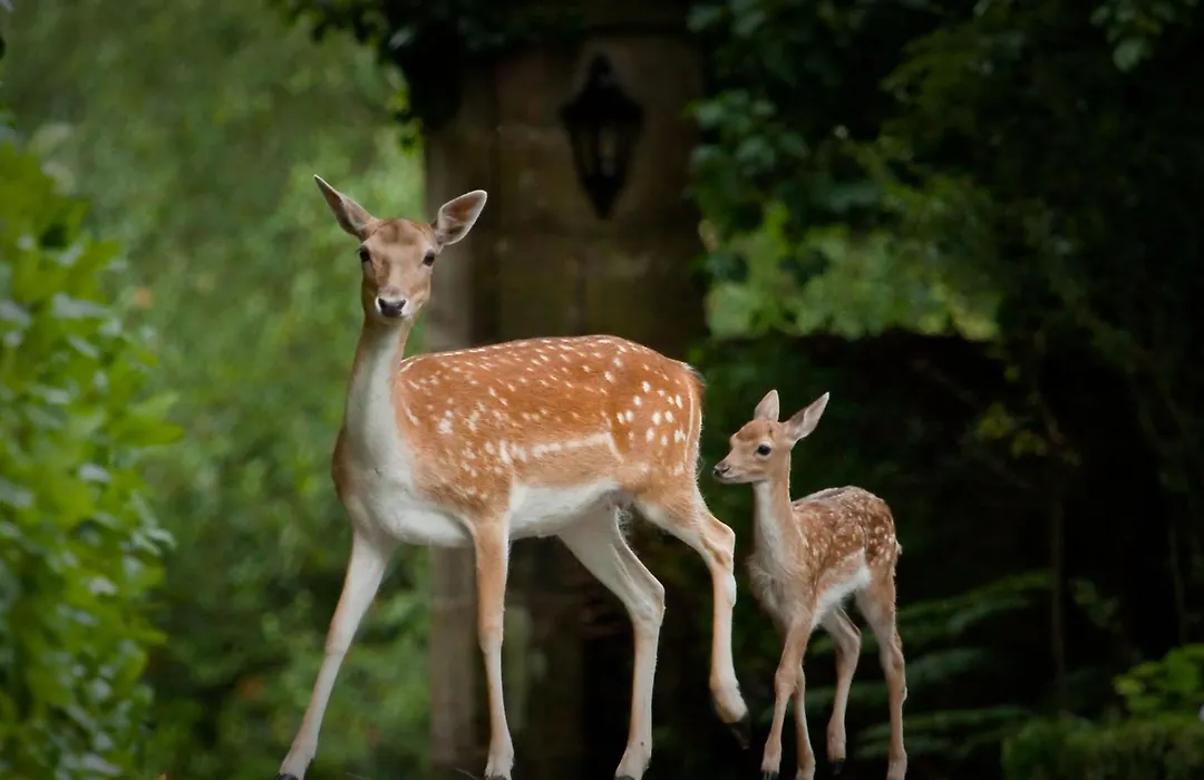 Ashdown Park Hotel-1