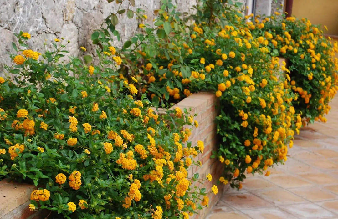 Villa Angela-1