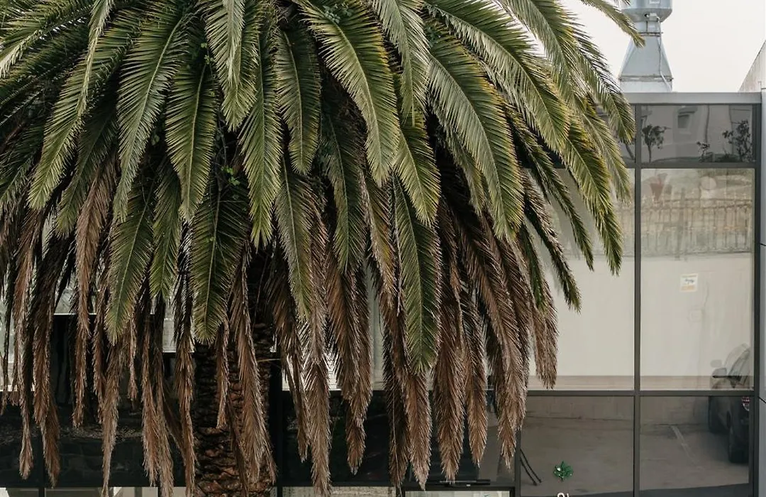 Areca Launceston-1