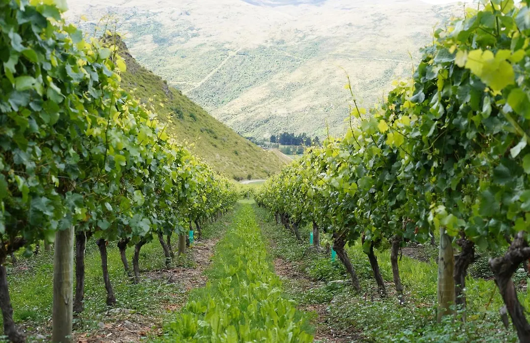 Mt Rosa Lodge Boutique Vineyard Accommodation-1