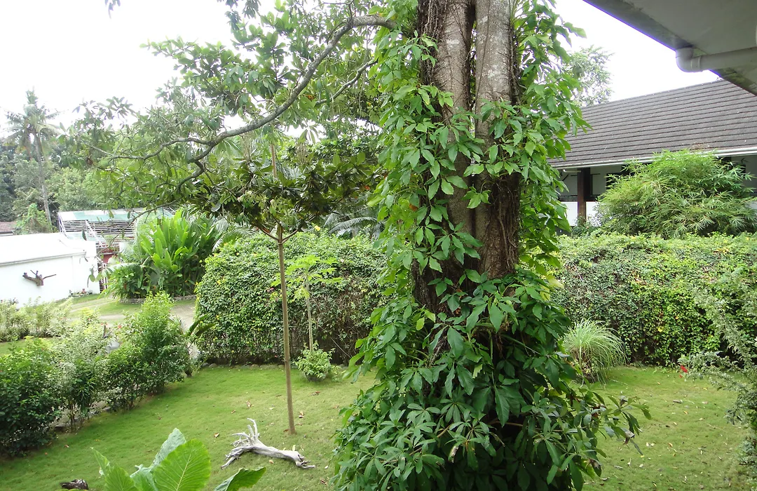 Balay Tuko Garden Inn-1