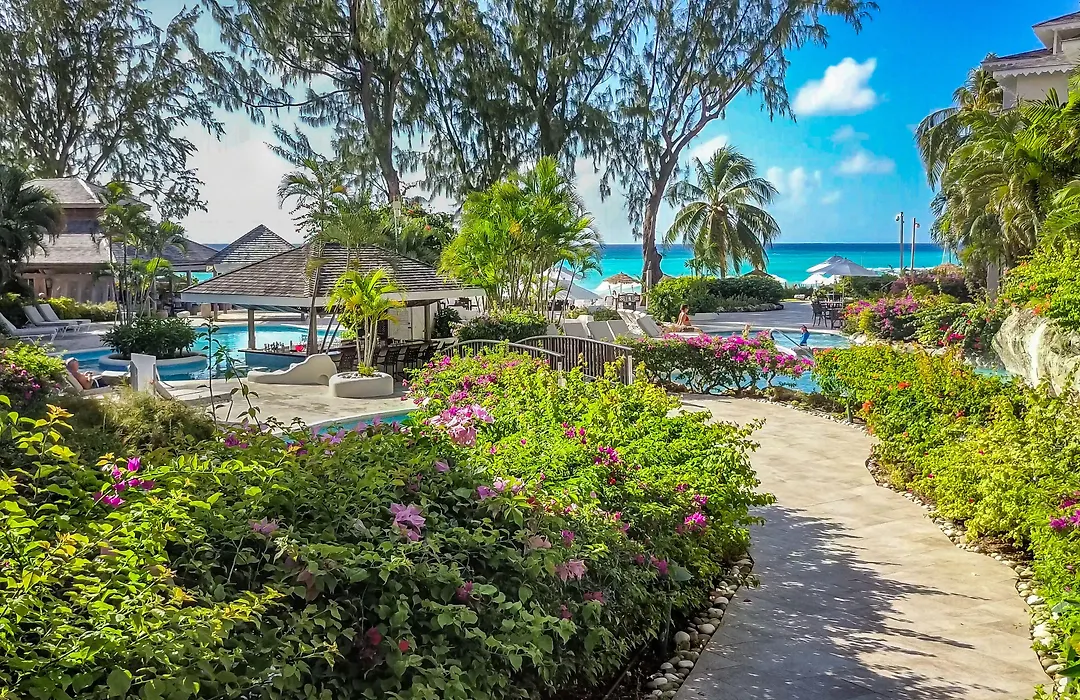 Bougainvillea Barbados-1