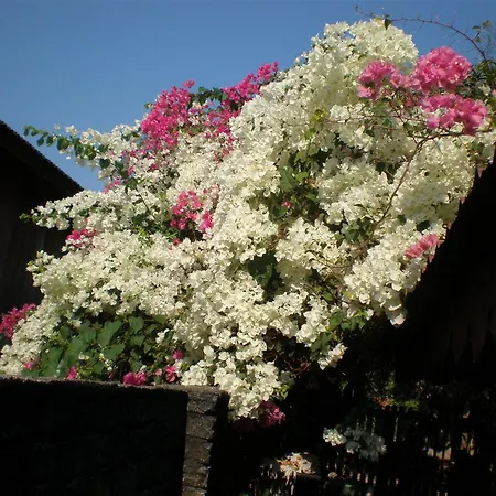 Villa Molek-2
