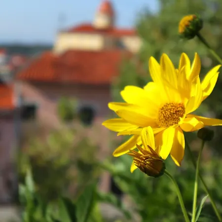 Alegre - Bussaco Boutique Hotel-3