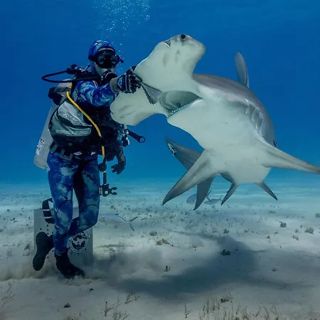 Bimini Big Game Club Resort & Marina-3