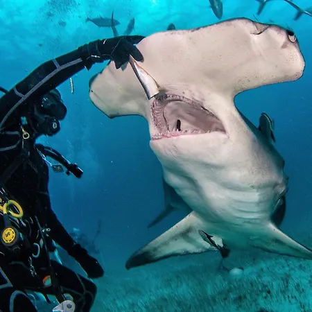 Bimini Big Game Club Resort & Marina-2