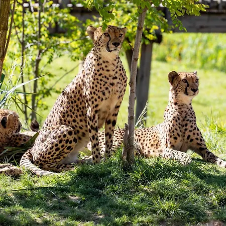 Les Jardins De Beauval-2