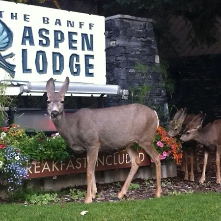 Banff Aspen Lodge-2