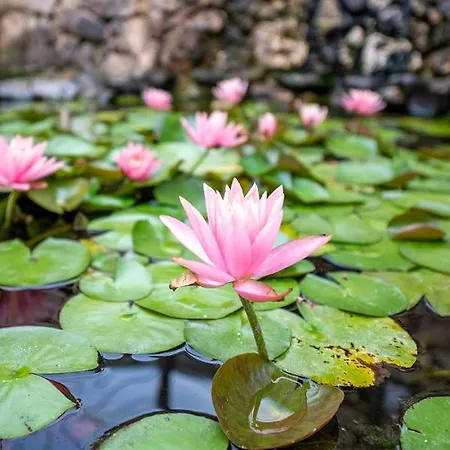 Cnaan Village Boutique Hotel & Spa-3