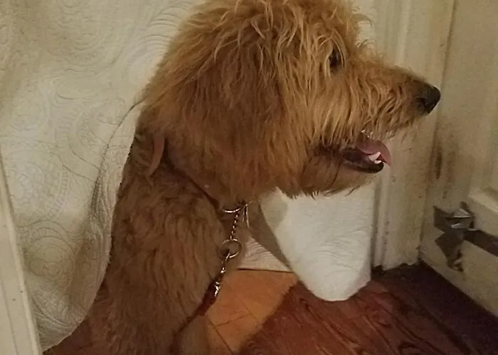 Boutique Dog Friendly Hotel Ocean City Mansion