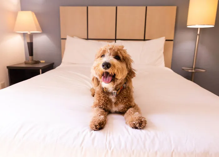 Sonesta Simply Suites Cleveland North Olmsted Airport