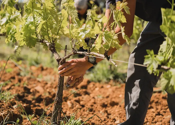 Domaine Rabiega - Vineyard And Boutique Hotel