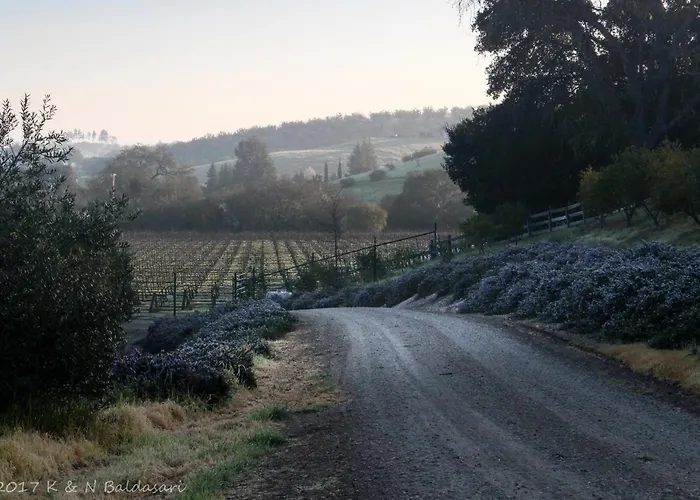 The Eden House Vineyard